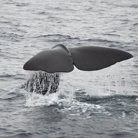Lägenhet 101 - Whale Safari